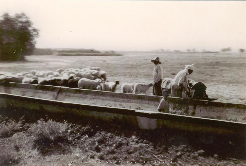 FERRY CANAL IRRIGATION.JPG